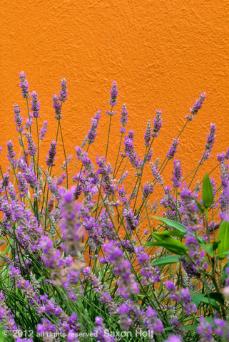 blue lavender against orange wall