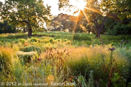 Dawn - Virginia Meadow Garden AHS