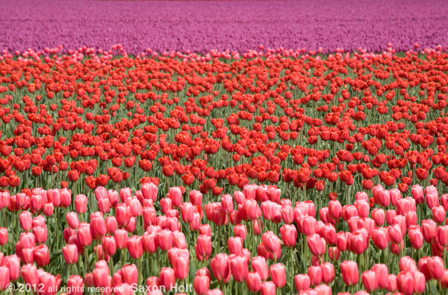3 blocks of tulip row colors