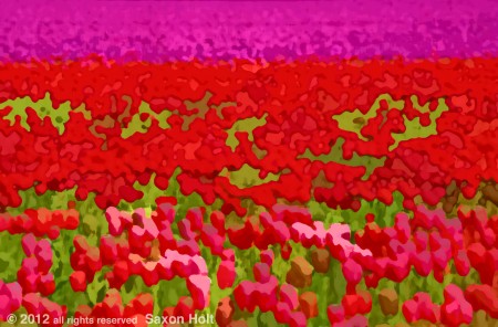 abstract photo field of tulips