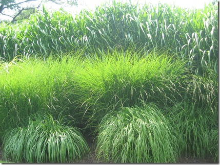 #10-simple ornamnetal grass garden-Doe Run-71407 044