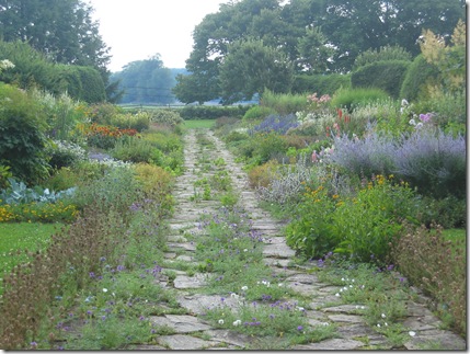 Picture #1-self seeding of plants in walkway-Doe Run-71407 059