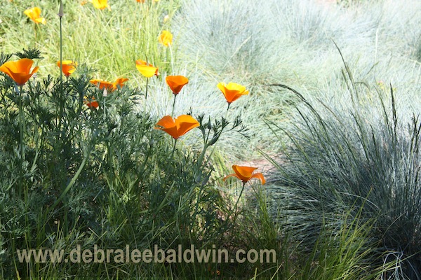 CA Poppies2