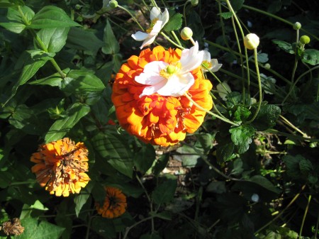 Orange Zinnia In Cutting Garden Photo Courtesy of Fran Sorin