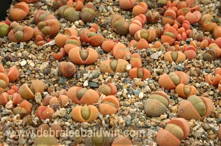 Pleiospilos Nelii & P. Bolusii