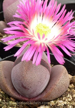 Pleiospilos 'Royal Flush'