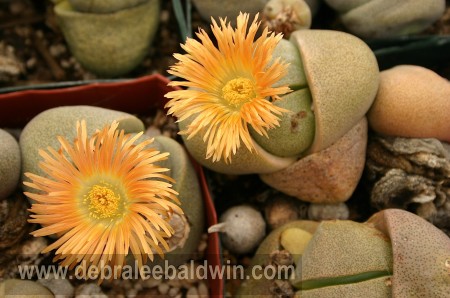 Pleiospilos nelii_JFR