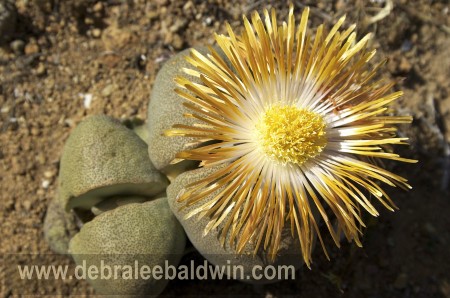 Pleisopilus in bloom