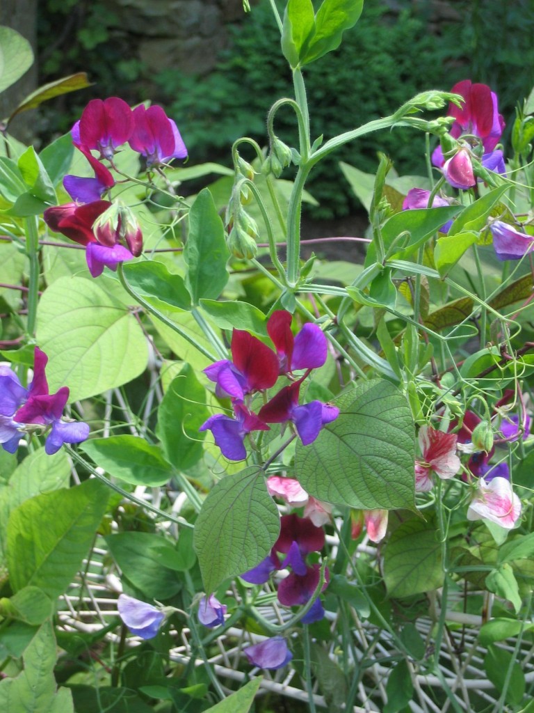 Sweet Peas. Photo is courtesy of Fran Sorin.