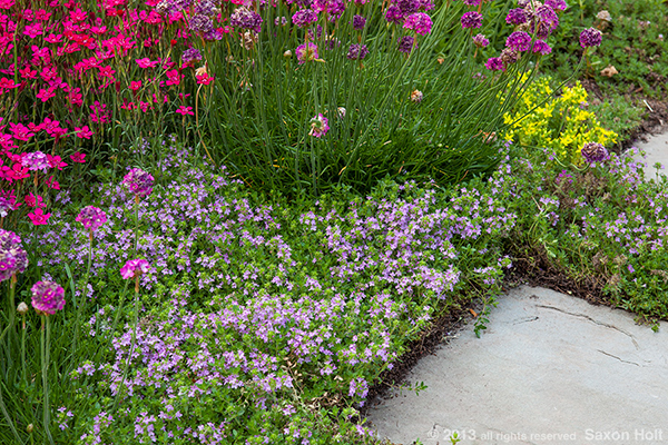 flowering thyme as groundcover by path