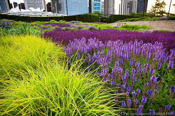 lurie meadow at millenium park