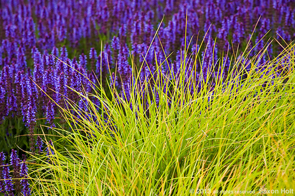 sesleria autumnalis in meadow garden