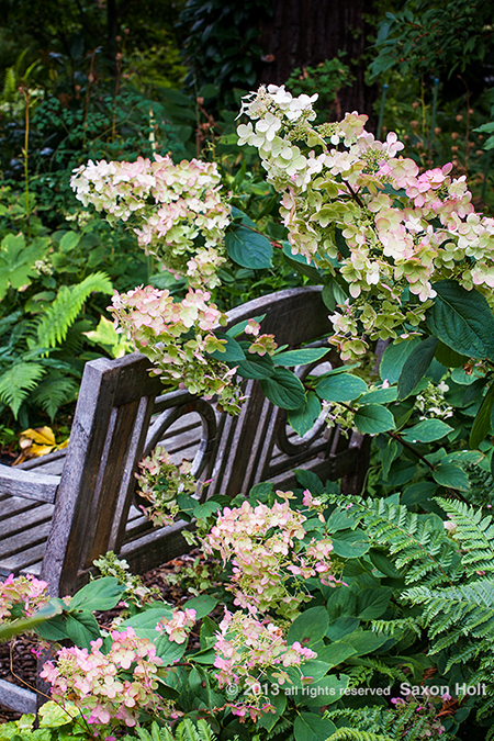 Hydrangea paniculata flowering shrub by wooden bench in O'Byrne Garden