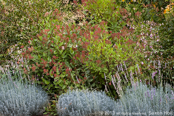 drought tolerant shrub border with ceanothus marie simon