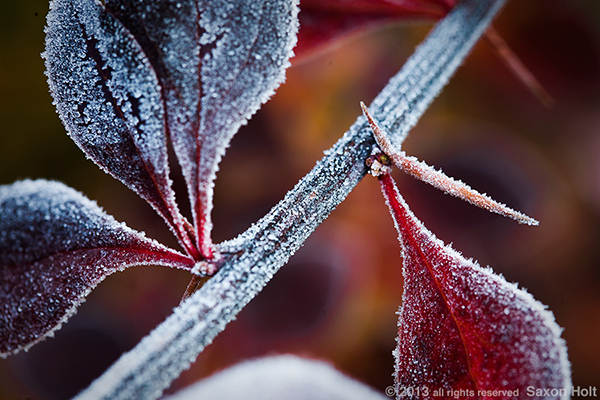 frosty berberis leaf