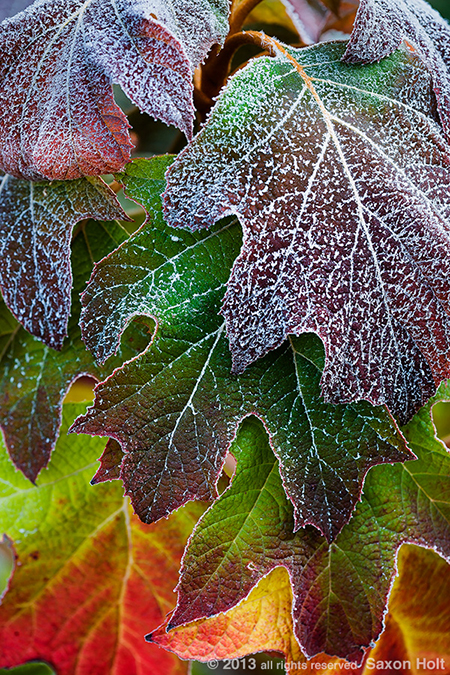 fall color oakleaf hydrangea