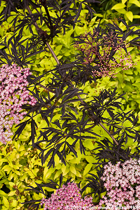 Sambucus "Black Lace'