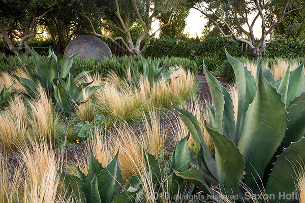 Light airy feather grass with dark stolid Agave