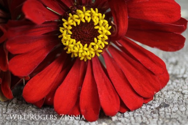 Flower Zinnia Will Rogers 592 wide text