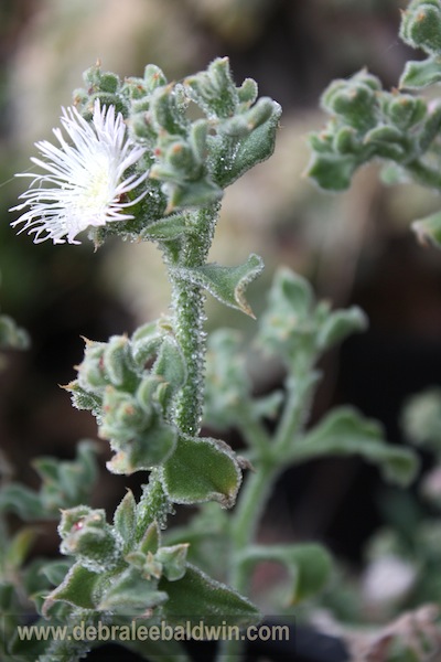 Time To Celebrate Ice Plants