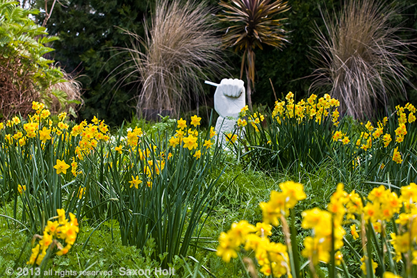 Tazetta daffodils in spring meadow garden with narcissus 'Falconet'