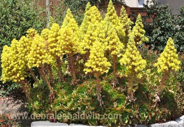 15 Aeonium 'Cyclops'