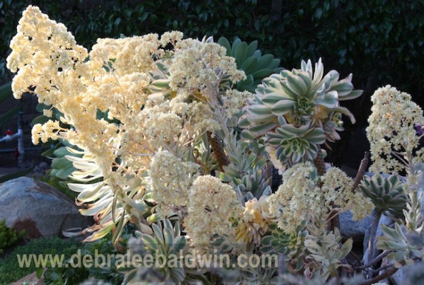 Aeonium 'Sunburst'