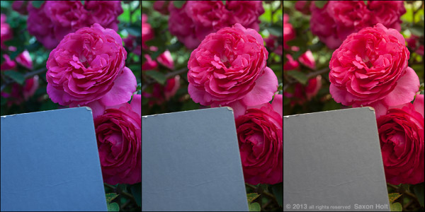gray card test in rose garden