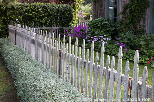 rustic picket fence edging California garden; Moss Garden