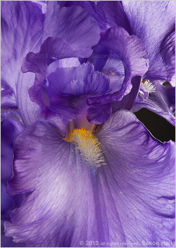 Photo stacking Blue Iris flower