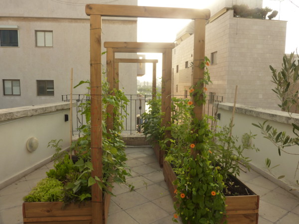 Vegetable Garden on Rooftop
