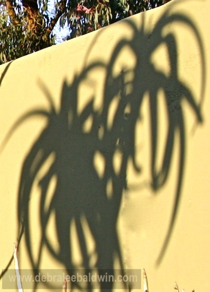 Aloe shadow, front