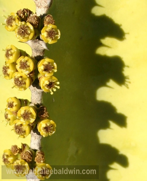 Euphorbia shadow_JFR
