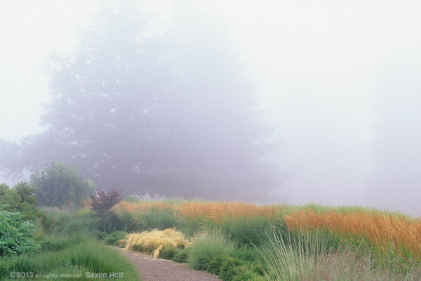 foggy morning in grass garden