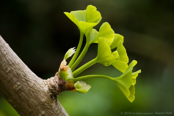 Young leaf bud unfolding of Ginkgo Tree in spring garden