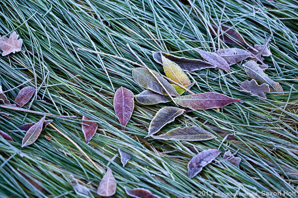 leaves on frosty lawn