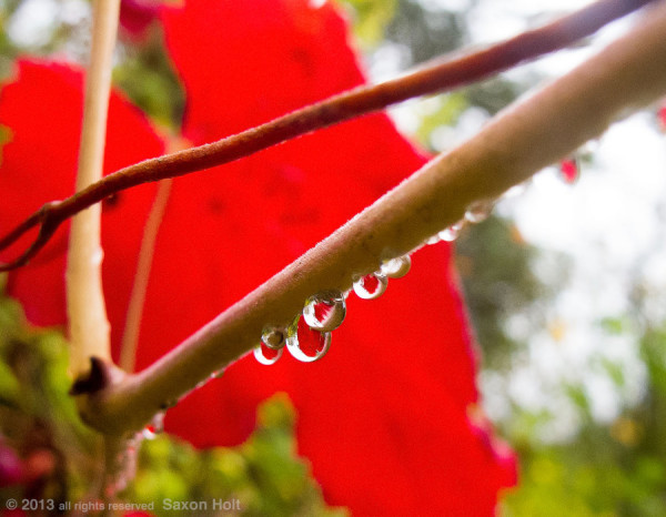 rindrops in autumn with red leaf