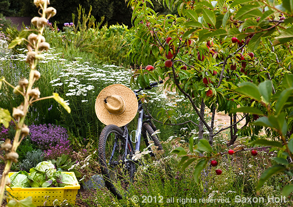 gardeners bike in summer garden