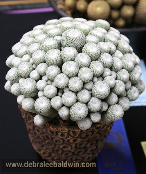 Epithelantha micromeris in Cone pot