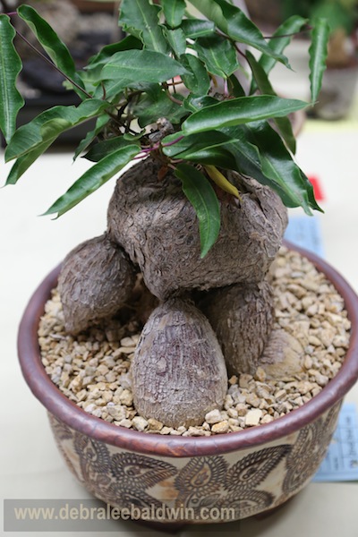 Fig in Muradian pot
