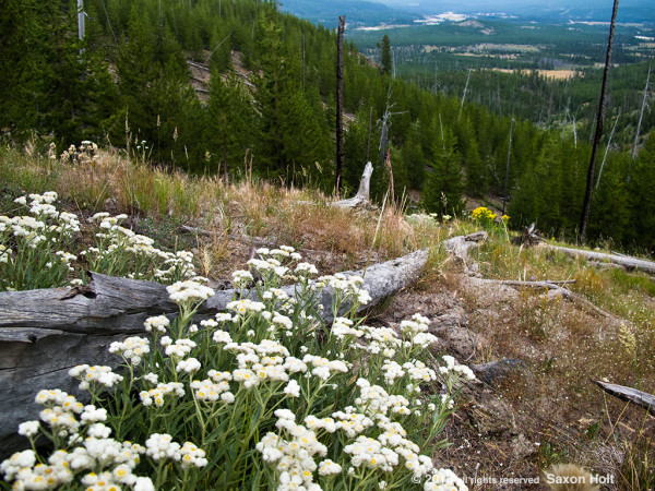 Yellowstone wildflower hike with Old Faithful geyser WAY in the distance.