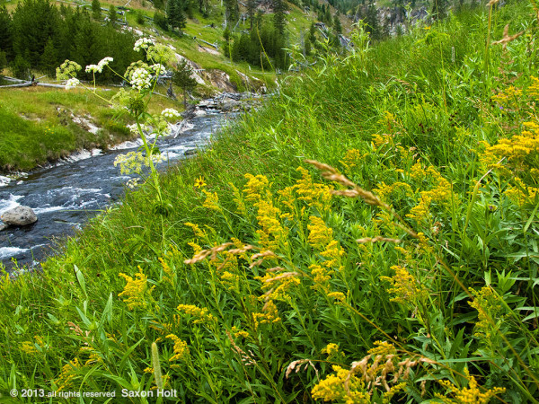 Wildflowers along Mystic Creek in Yellowstone Park