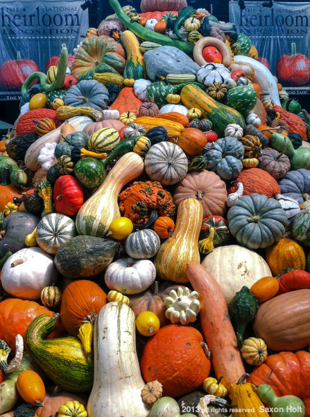 Mountain of gourds at Heirloom Expo