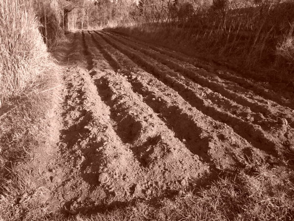 Freshly tilled soil