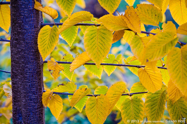 Betula luminifera birch tree 622_038