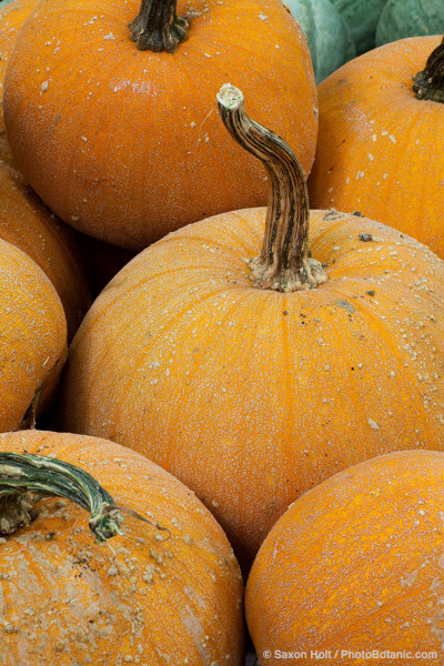 Squash (Cucurbita pepo) 'Winter Luxury Pie', orange pumpkin