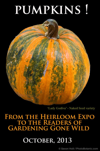 Lady Godiva pumpkin poster