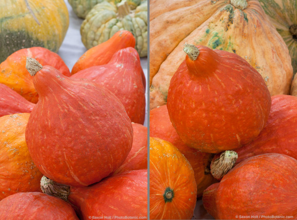 Orange pumpkin 'Solor'; National Heirloom Expo 2013