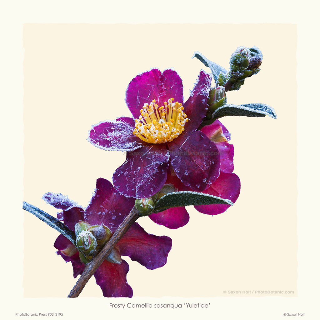 Frost on Camellia sasanqua 'Yuletide'
