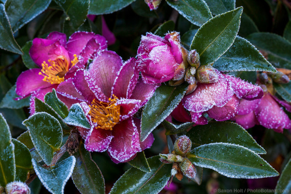 frosty camellia kanjiro